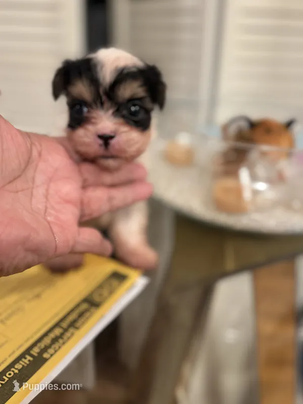 Bruno, a male Yorkshire Terrier for sale in Chicago, IL – 1 of 4