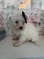 Lovely, a female Yorkshire Terrier for sale in Chicago, IL – 1 of 1