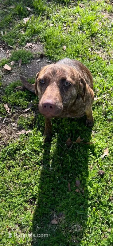 Oakley  – Catahoula Leopard Dog, Plott puppy for sale in Baytown, TX