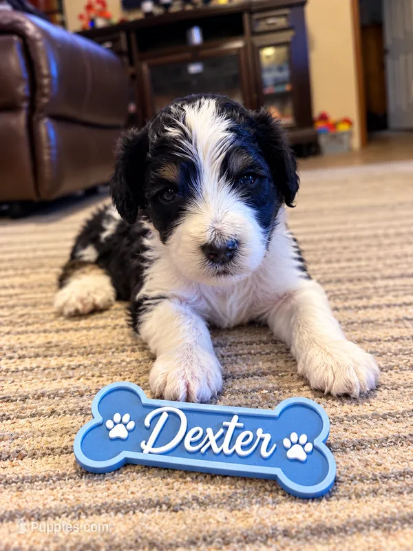 Dexter  – Miniature Bernedoodle puppy for sale in Johnsonville, IL