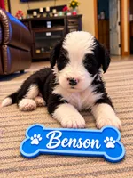 Benson, a male Miniature Bernedoodle for sale in Johnsonville, IL – 1 of 1