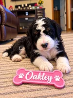 Oakley, a female Miniature Bernedoodle for sale in Johnsonville, IL – 1 of 1