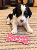 Sadie, a female Miniature Bernedoodle for sale in Johnsonville, IL – 1 of 1