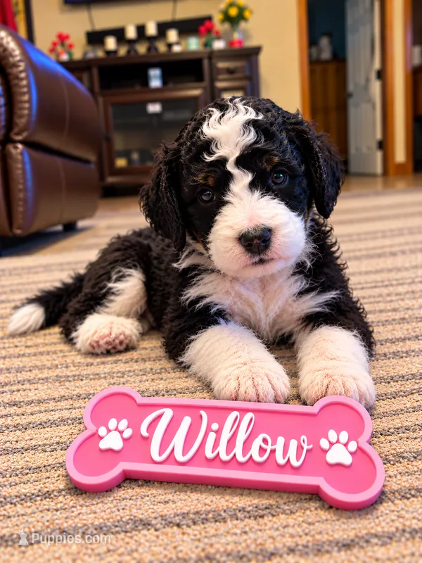 Willow – Miniature Bernedoodle puppy for sale in Johnsonville, IL