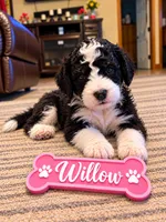 Willow, a female Miniature Bernedoodle for sale in Johnsonville, IL – 1 of 1