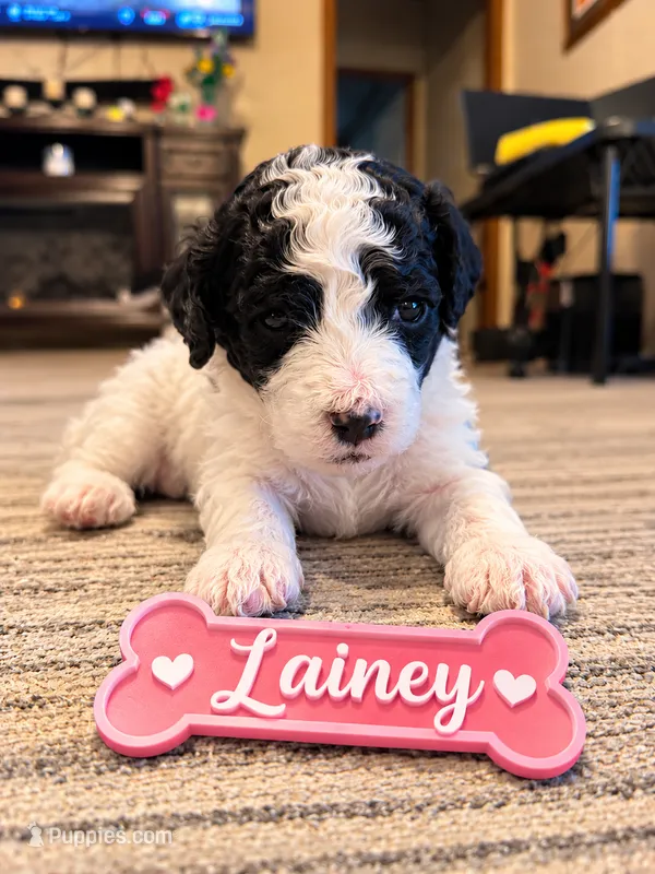 Lainey – Miniature Bernedoodle puppy for sale in Johnsonville, IL