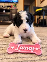 Lainey, a female Miniature Bernedoodle for sale in Johnsonville, IL – 1 of 1