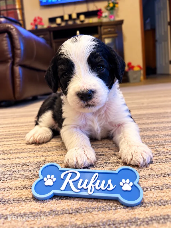 Rufus – Miniature Bernedoodle puppy for sale in Johnsonville, IL