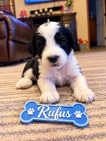 Rufus, a male Miniature Bernedoodle for sale in Johnsonville, IL – 1 of 1