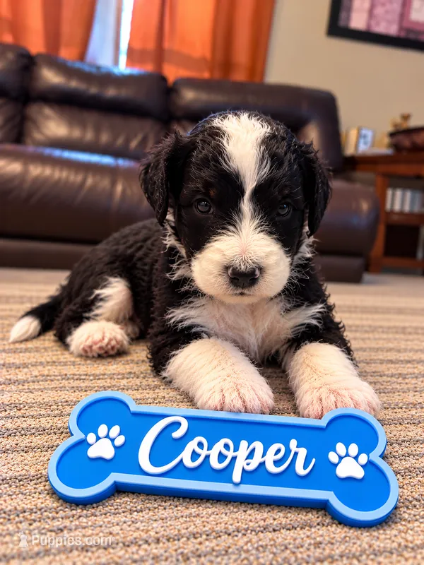 Cooper – Miniature Bernedoodle puppy for sale in Johnsonville, IL