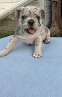 Max, a male French Bulldog for sale in Odenton, MD – 5 of 5