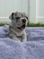 Max, a male French Bulldog for sale in Odenton, MD – 4 of 5