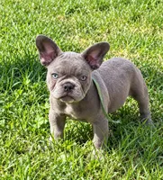 Blue , a male French Bulldog for sale in Odenton, MD – 3 of 7