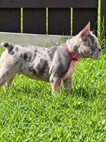 Max, a male French Bulldog for sale in Odenton, MD – 3 of 7