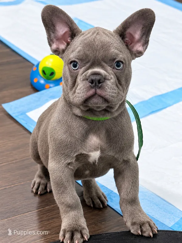 Blue  – French Bulldog puppy for sale in Odenton, MD