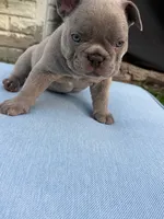 Blue , a male French Bulldog for sale in Odenton, MD – 5 of 5