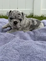 Max, a male French Bulldog for sale in Odenton, MD – 3 of 5