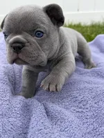 Blue , a male French Bulldog for sale in Odenton, MD – 3 of 5