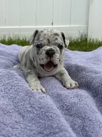 Max, a male French Bulldog for sale in Odenton, MD – 2 of 5