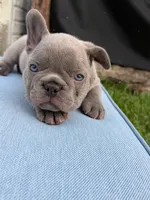 Blue , a male French Bulldog for sale in Odenton, MD – 2 of 5
