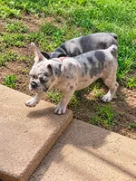 Max, a male French Bulldog for sale in Odenton, MD – 2 of 7