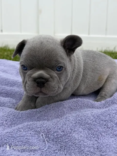 Blue  – French Bulldog puppy on hold in Odenton, MD