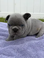 Blue , a male French Bulldog for sale in Odenton, MD – 1 of 5