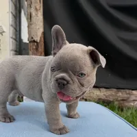 Blue , a male French Bulldog for sale in Odenton, MD – 4 of 5