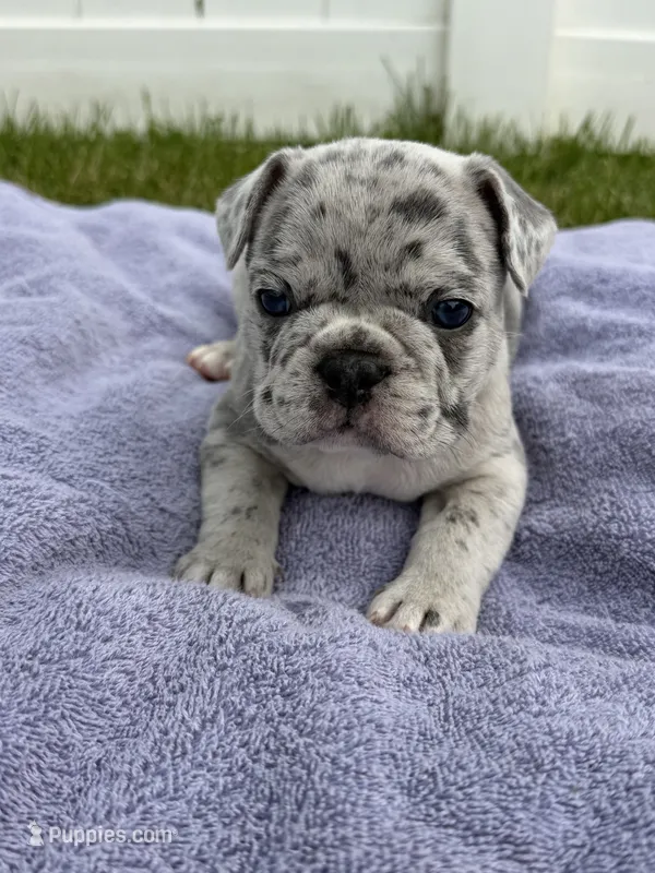 Max – French Bulldog puppy on hold in Odenton, MD