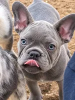 Blue , a male French Bulldog for sale in Odenton, MD – 2 of 7