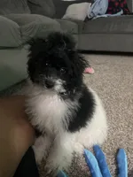 Juicy, a female Poodle - Miniature  for sale in Detroit, MI – 4 of 10