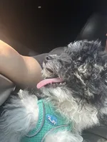 Juicy, a female Poodle - Miniature  for sale in Detroit, MI – 2 of 10