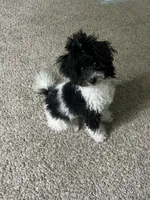 Juicy, a female Poodle - Miniature  for sale in Detroit, MI – 5 of 10