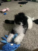 Juicy, a female Poodle - Miniature  for sale in Detroit, MI – 3 of 10
