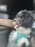 Juicy, a female Poodle - Miniature  for sale in Detroit, MI – 7 of 10
