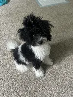 Juicy, a female Poodle - Miniature  for sale in Detroit, MI – 6 of 10