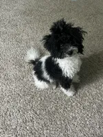 Juicy, a female Poodle - Miniature  for sale in Detroit, MI – 10 of 10