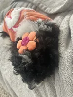 Juicy, a female Poodle - Miniature  for sale in Detroit, MI – 8 of 10