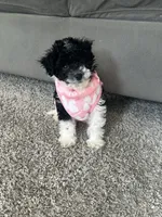 Juicy, a female Poodle - Miniature  for sale in Detroit, MI – 9 of 10
