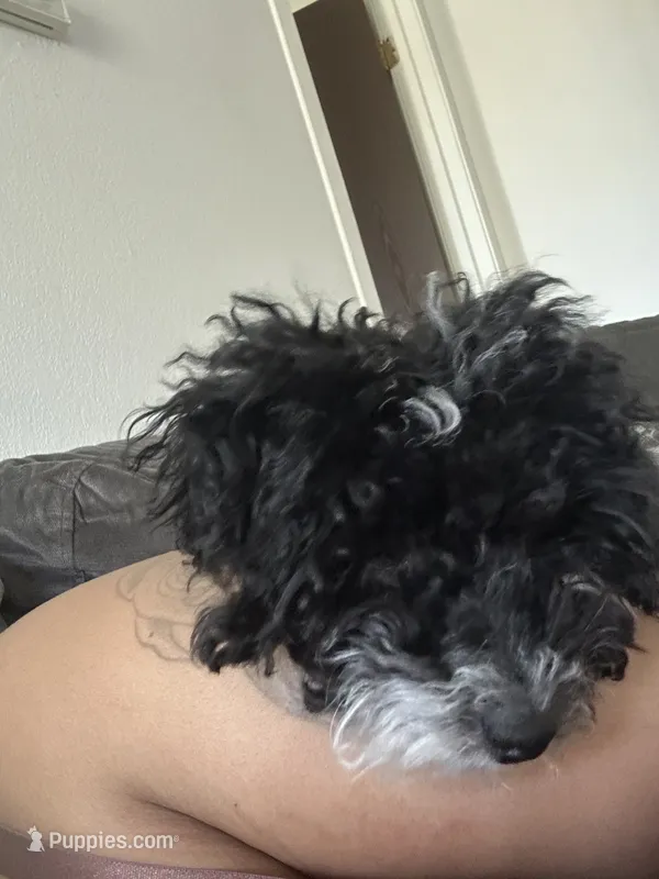 Juicy – Poodle - Miniature  puppy for sale in Detroit, MI