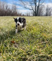 processed/4c68deb2-bd12-4ddb-969a-5036c0747cd4/listing/8a3c7be2-7692-412a-82e0-2de7a4268ea0/a120ea30-4b3f-4694-8269-6c917b1b7ab1