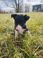 processed/4c68deb2-bd12-4ddb-969a-5036c0747cd4/listing/940ca061-4540-4cd5-b86a-b5b7d70bf26c/547f442f-469b-4daf-b1d7-e3bdd5d3643d