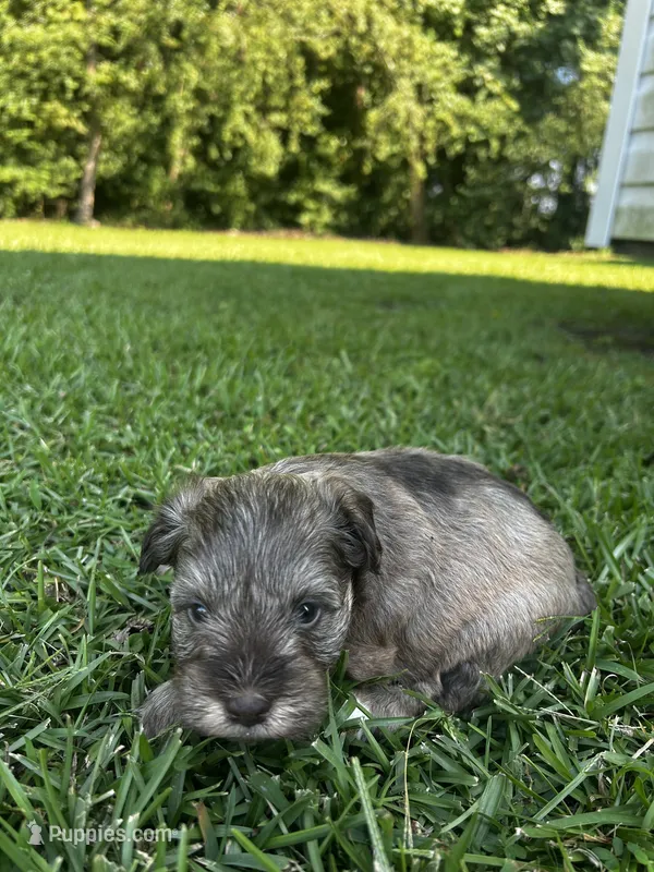 Boots – Miniature Schnauzer puppy for sale in Smithfield, NC