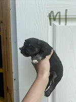 Blackjack, a male Miniature Schnauzer for sale in Smithfield, NC – 2 of 3