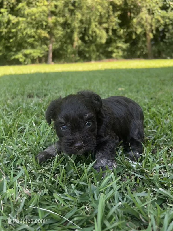 Effie – Miniature Schnauzer puppy for sale in Smithfield, NC