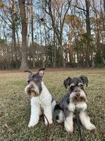 Blackjack, a male Miniature Schnauzer for sale in Smithfield, NC – 3 of 3