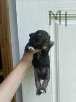 Blackjack, a male Miniature Schnauzer for sale in Smithfield, NC – 1 of 3