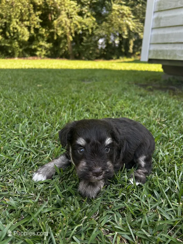 Blackjack – Miniature Schnauzer puppy on hold in Smithfield, NC