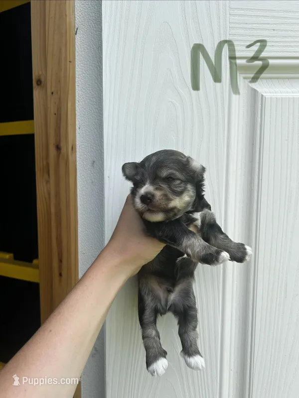 Sugar – Miniature Schnauzer puppy on hold in Smithfield, NC