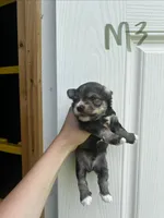 Sugar, a male Miniature Schnauzer for sale in Smithfield, NC – 1 of 3